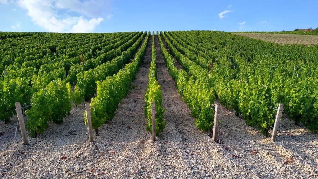 Vignes de Sancerre