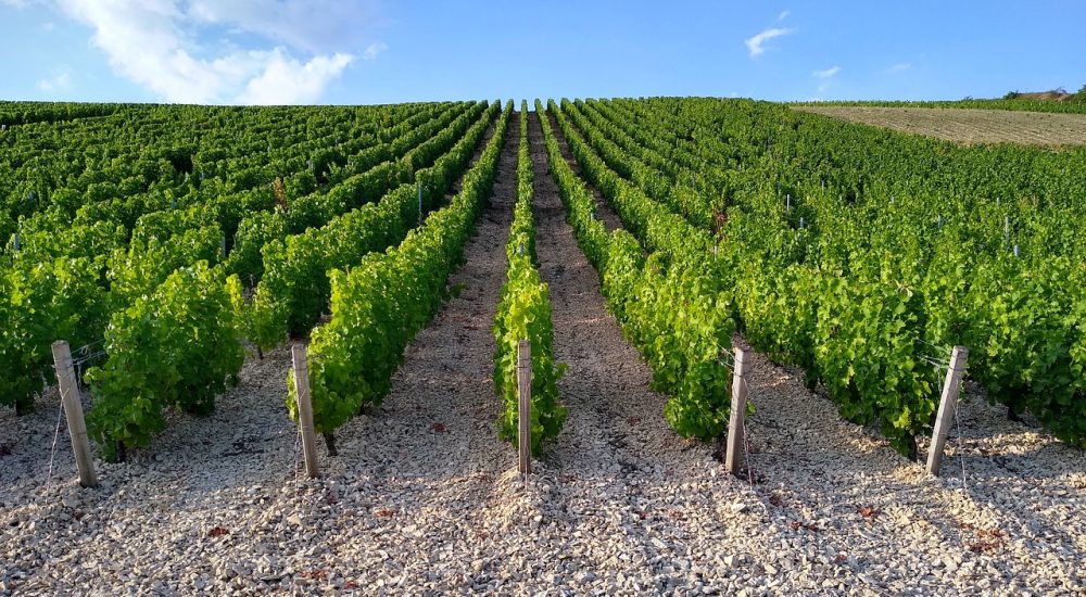 Organiser une dégustation de vin au Château Laverdines : un voyage au cœur des saveurs berrichonnes